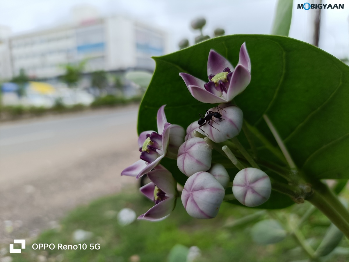 OPPO Reno10 5G Review Camera Samples 26