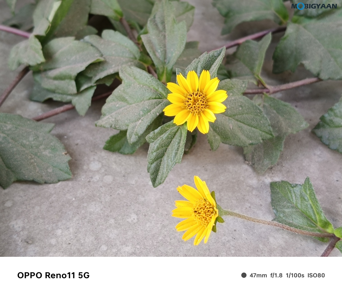 OPPO Reno11 5G Camera Samples 32