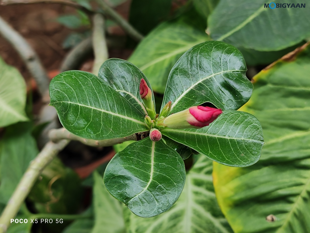 POCO X5 Pro 5G Review Camera Samples 21