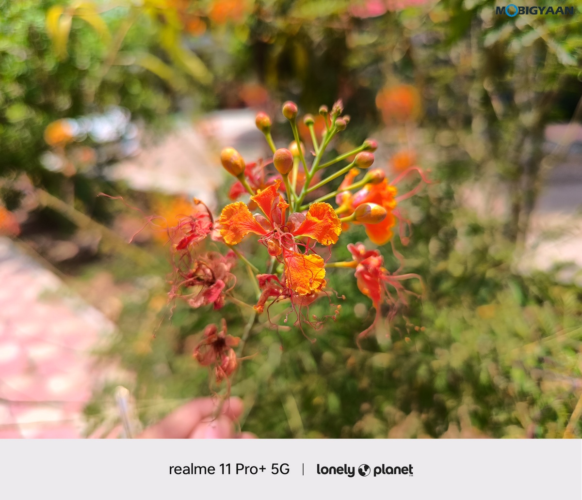 realme 11 Pro 5G Review Camera Samples 17