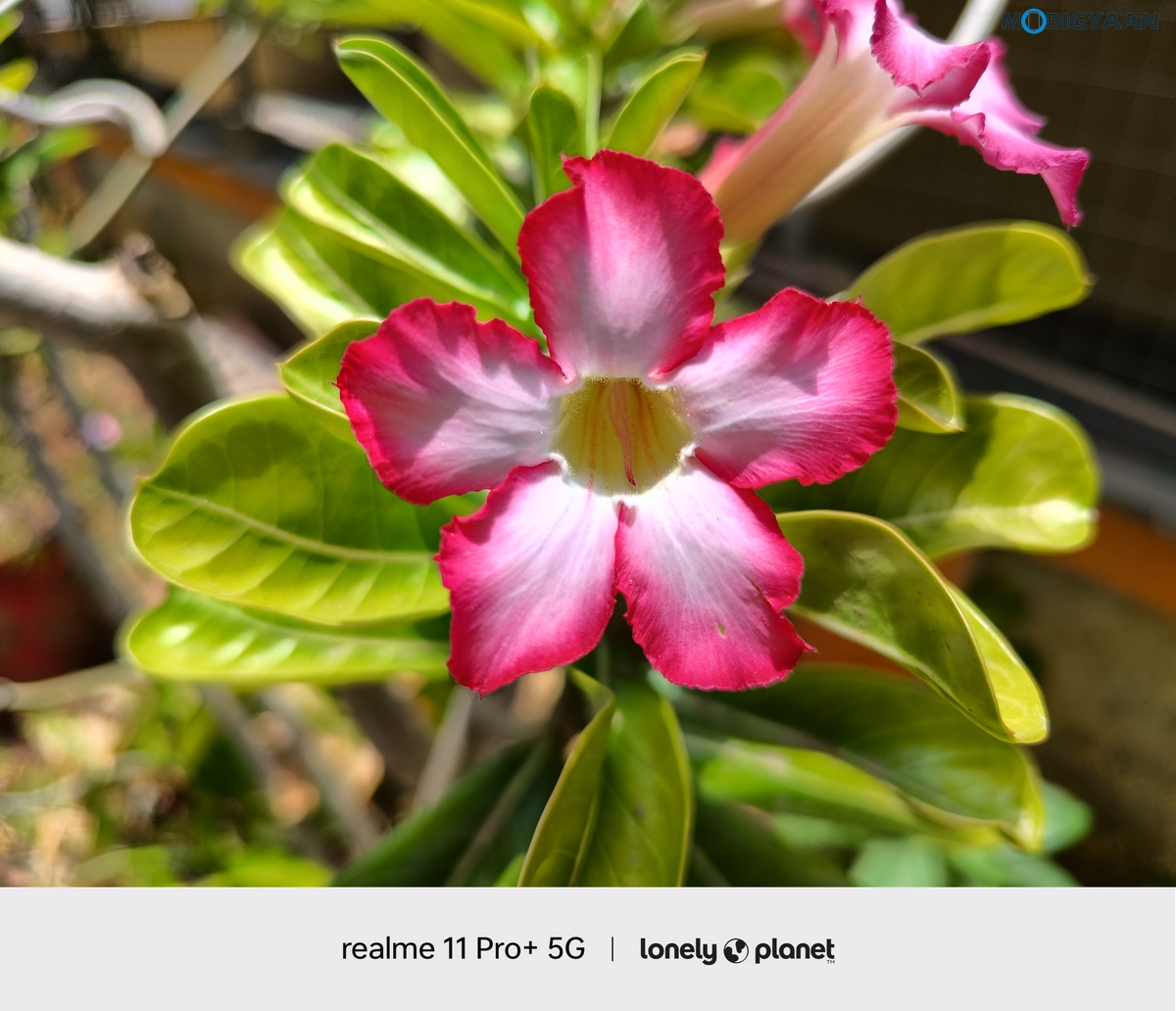 realme 11 Pro 5G Review Camera Samples 3