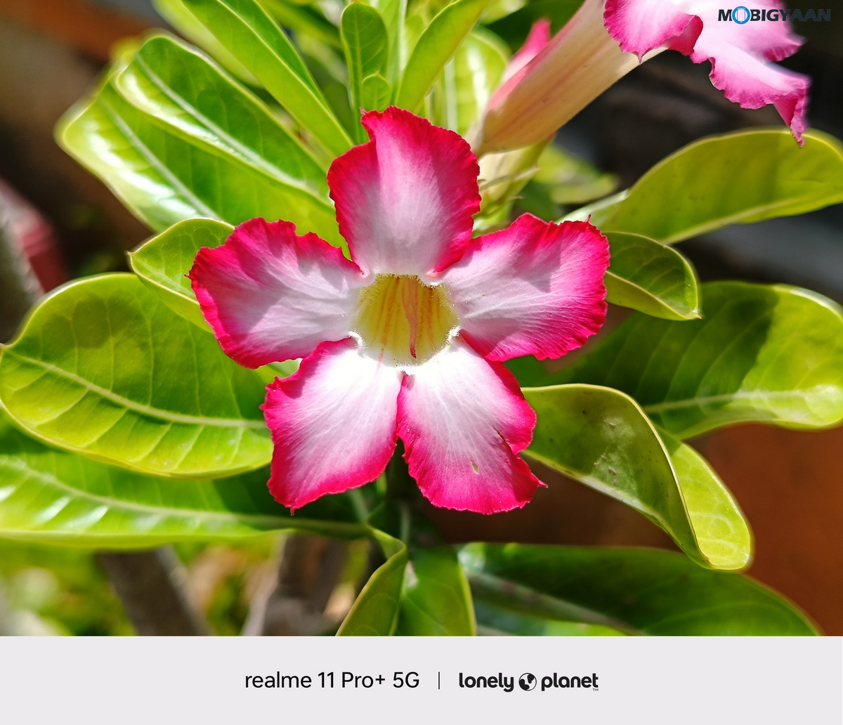 realme 11 Pro 5G Review Camera Samples 5