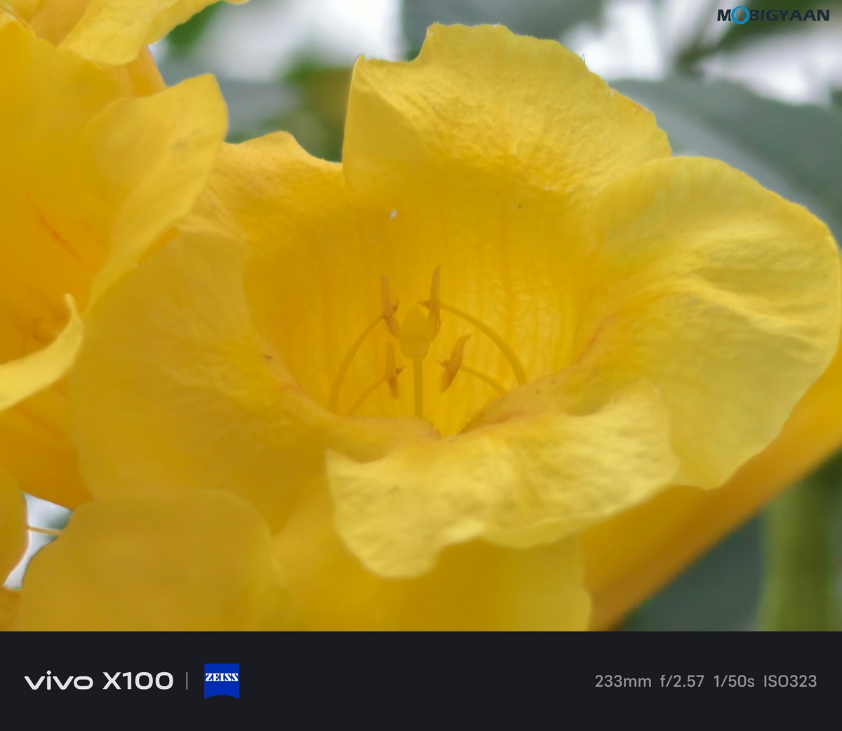 vivo X100 Review Camera Samples 11