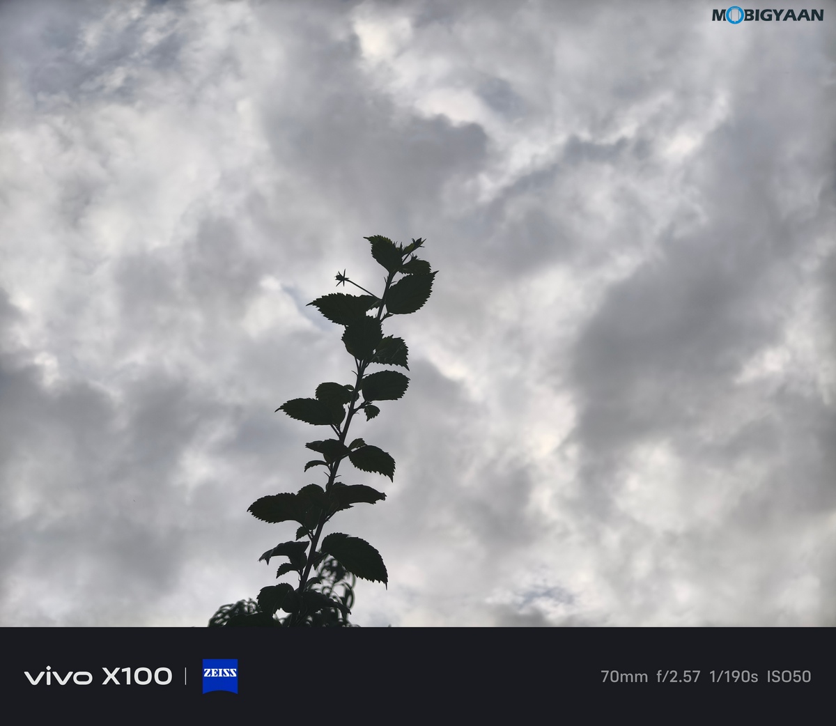 vivo X100 Review Camera Samples 53