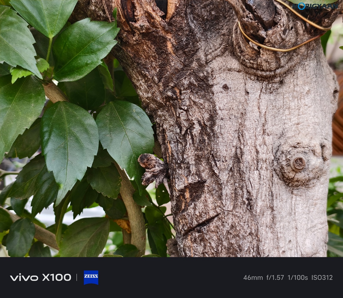 vivo X100 Review Camera Samples 56