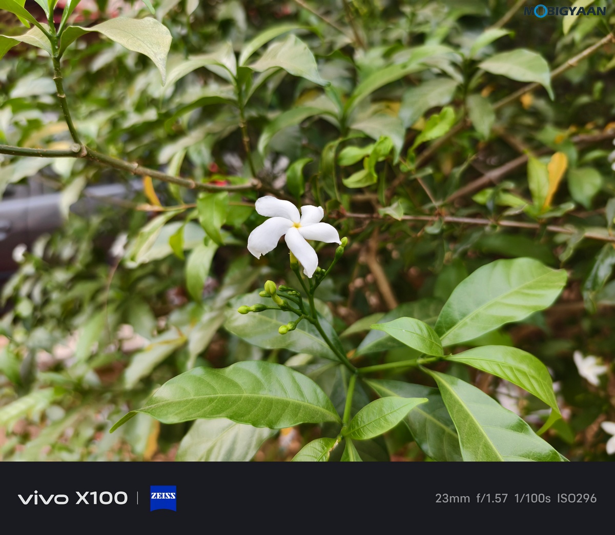 vivo X100 Review Camera Samples 6