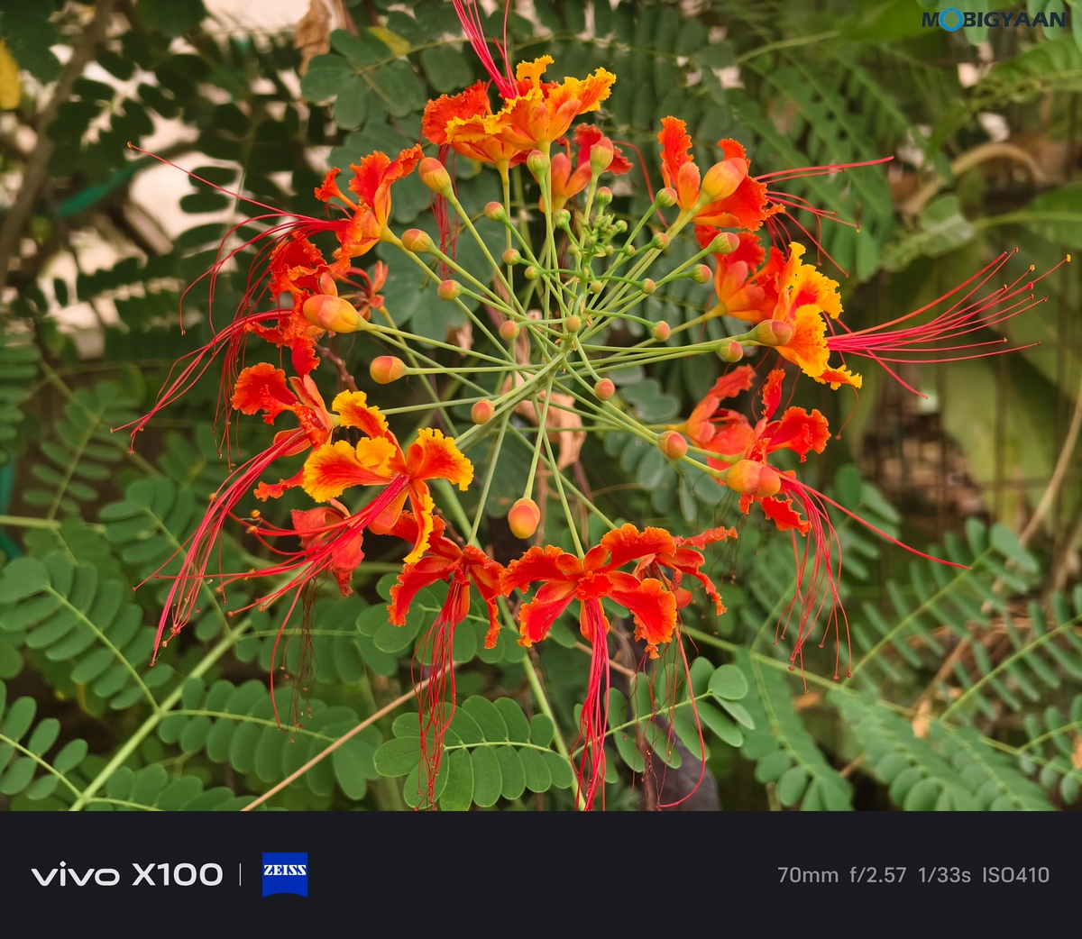 vivo X100 Review Camera Samples 8