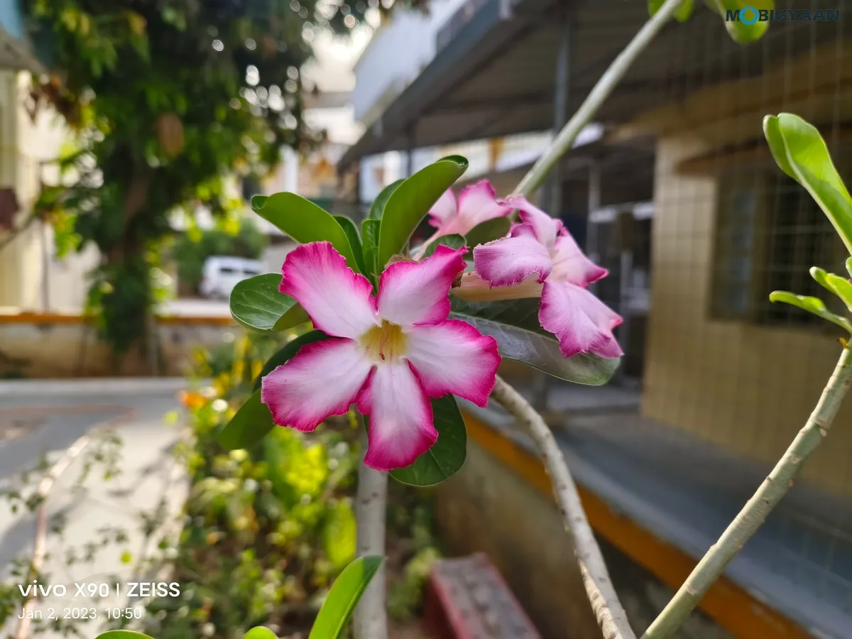 vivo X90 Camera Samples 1X 2